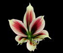 Butterfly Amaryllis